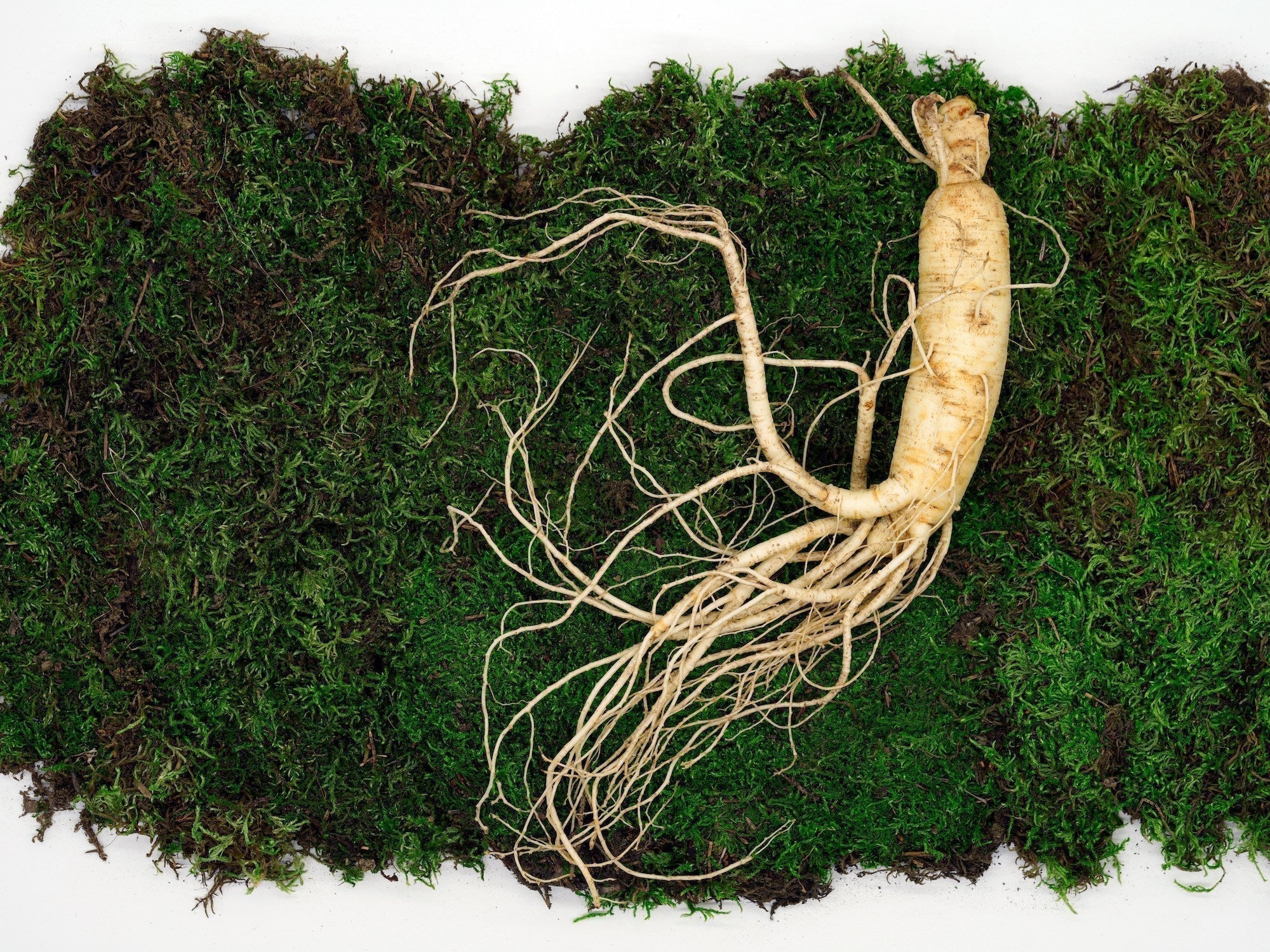 Ginseng root on green moss, representing natural adaptogens and herbal stress support.