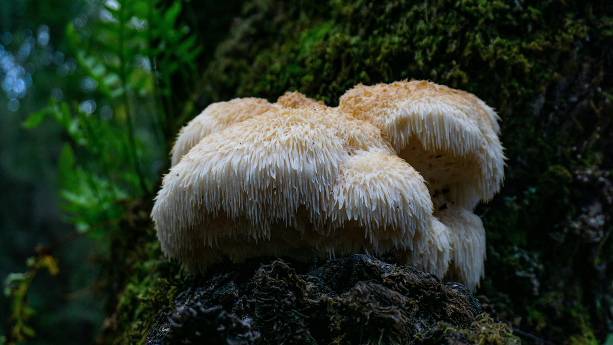 Lion’s Mane mushroom fruiting bodies growing on a tree