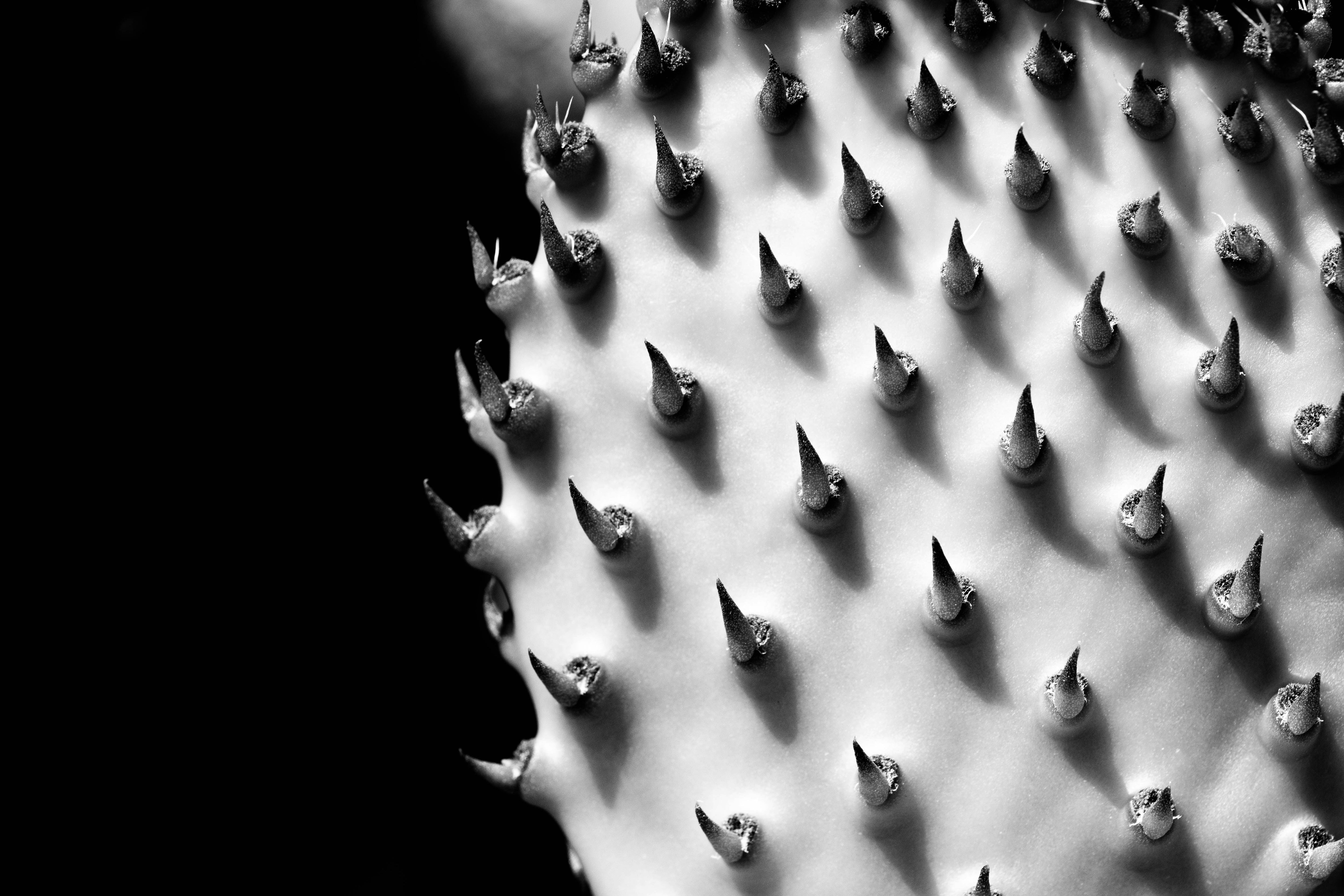 Black-and-white close-up of cactus spikes representing hidden stimulants or undeclared ingredients in Shilajit products.