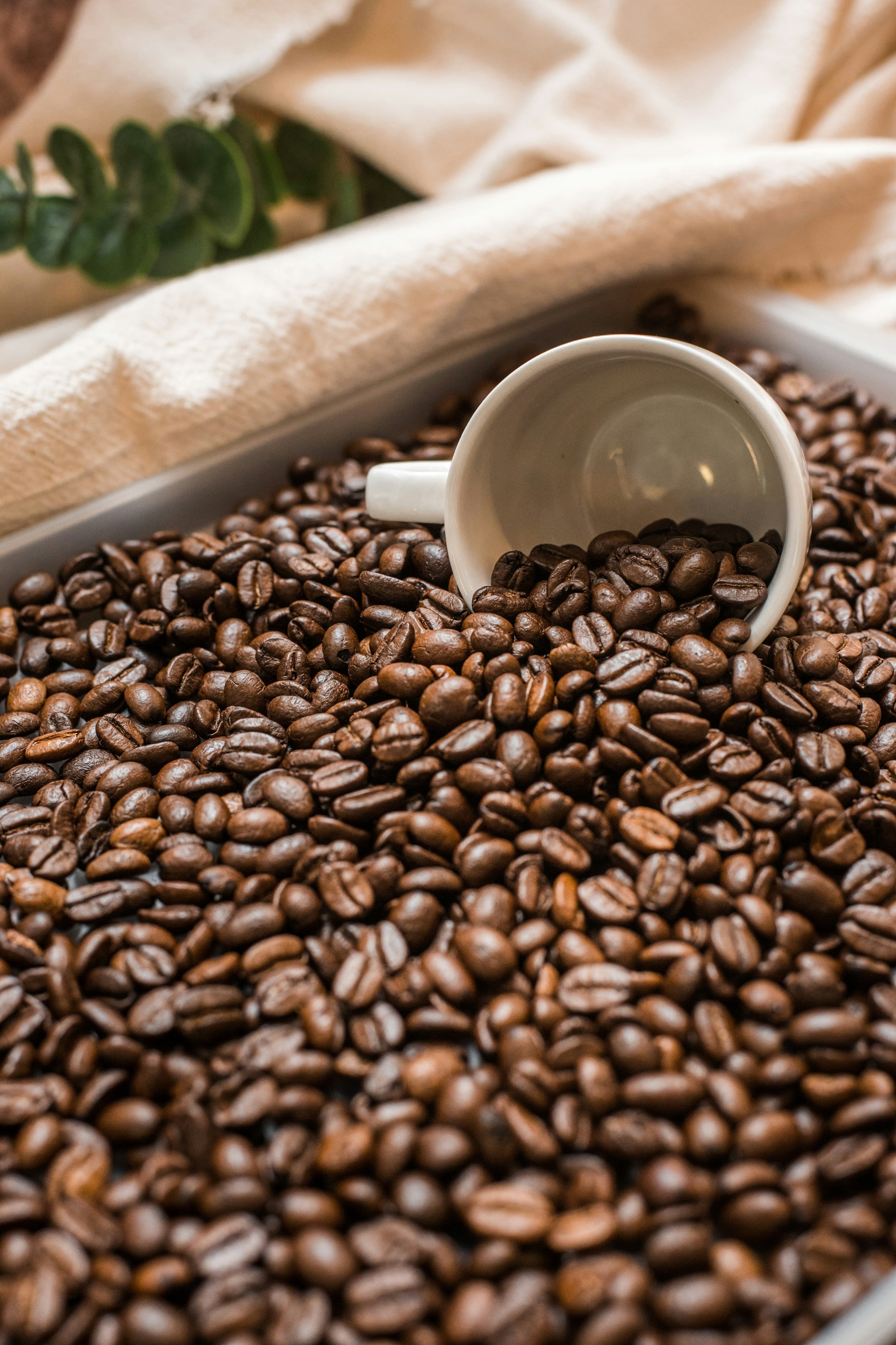 Coffee beans representing caffeine, pre-workout stimulants and sports performance.