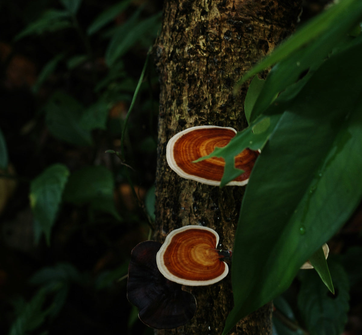 Reishi mushroom fruiting bodies growing on a tree.