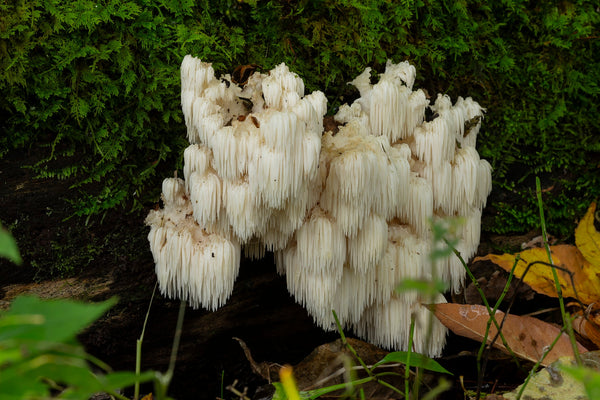Lion’s Mane mushroom in its natural forest environment, known for its nootropic properties.