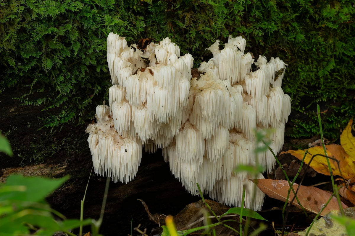 Lion’s Mane mushroom in its natural forest environment, known for its nootropic properties.