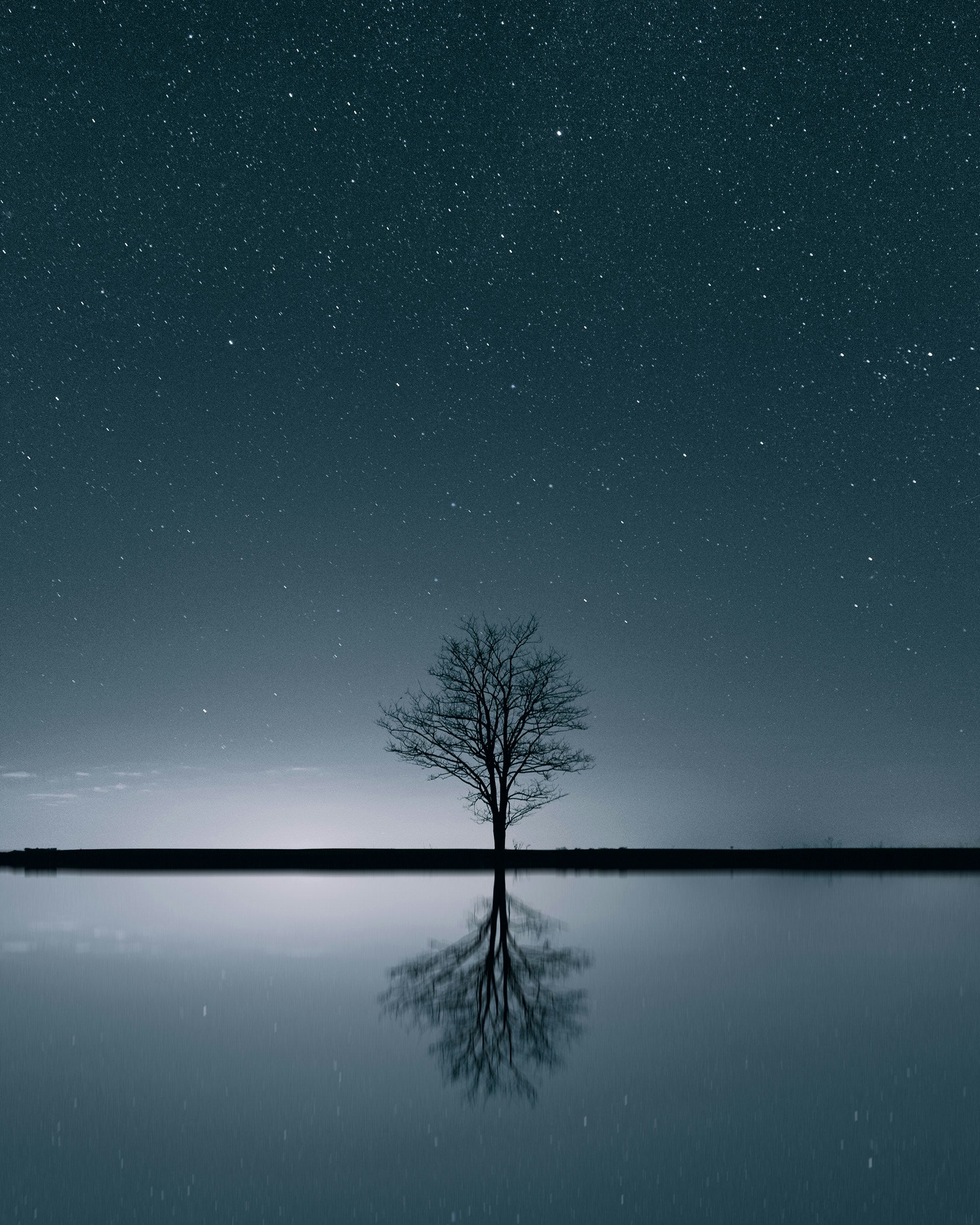 Lone leafless tree reflected in still water beneath a dark star-filled night sky.