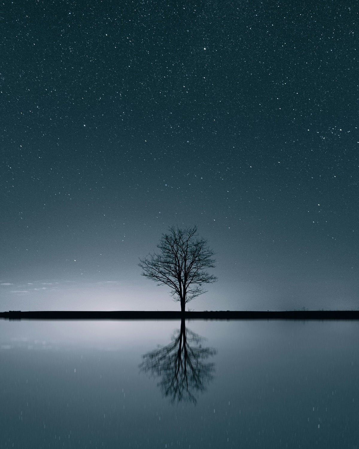 Lone leafless tree reflected in still water beneath a dark star-filled night sky.
