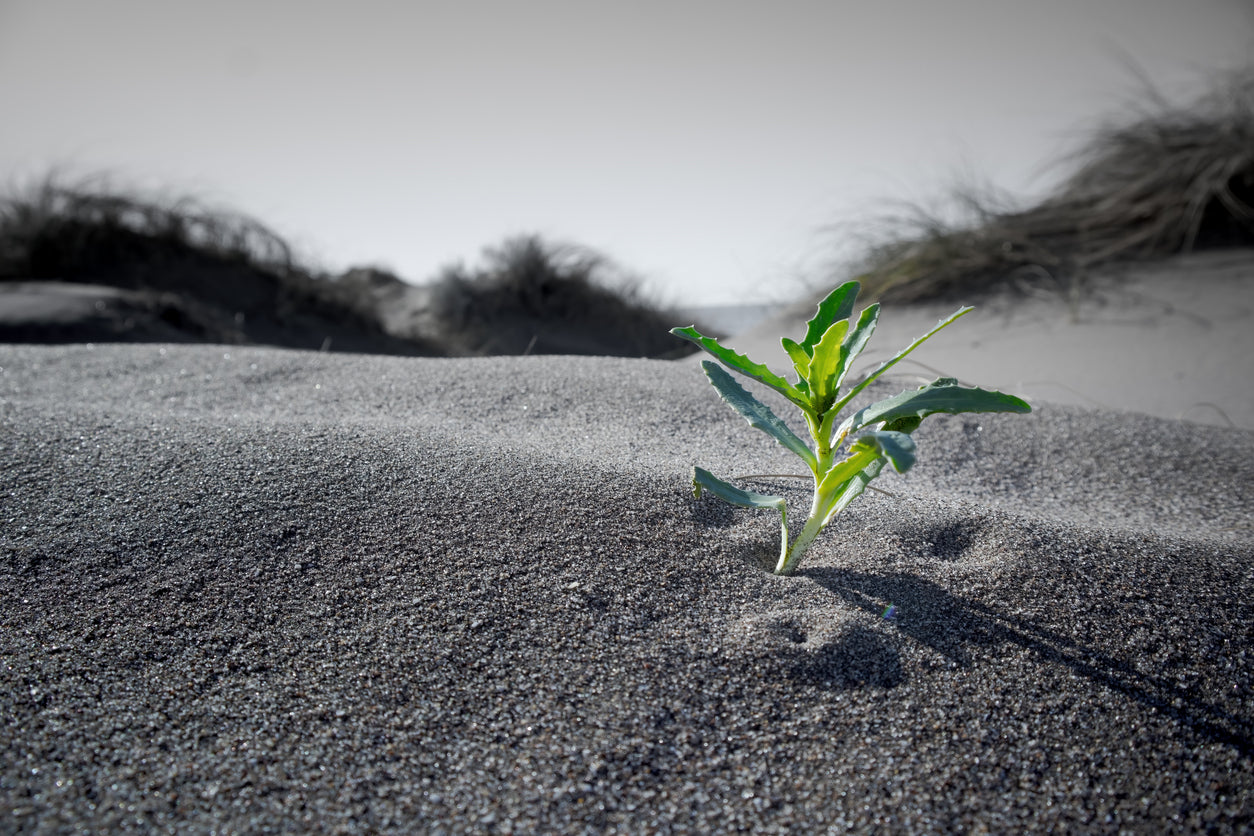 A small green plant sprouting through dry sand, symbolising adaptation and resilience over time.