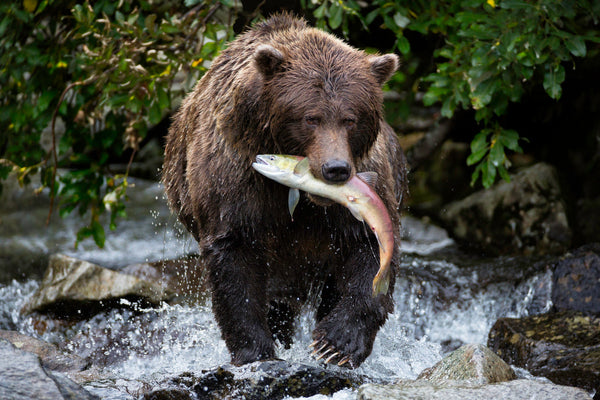 Wild brown bear catching a salmon in a river, symbolising natural strength and nutrition.
