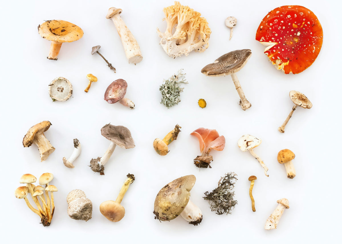 Assorted wild mushrooms arranged on a white background