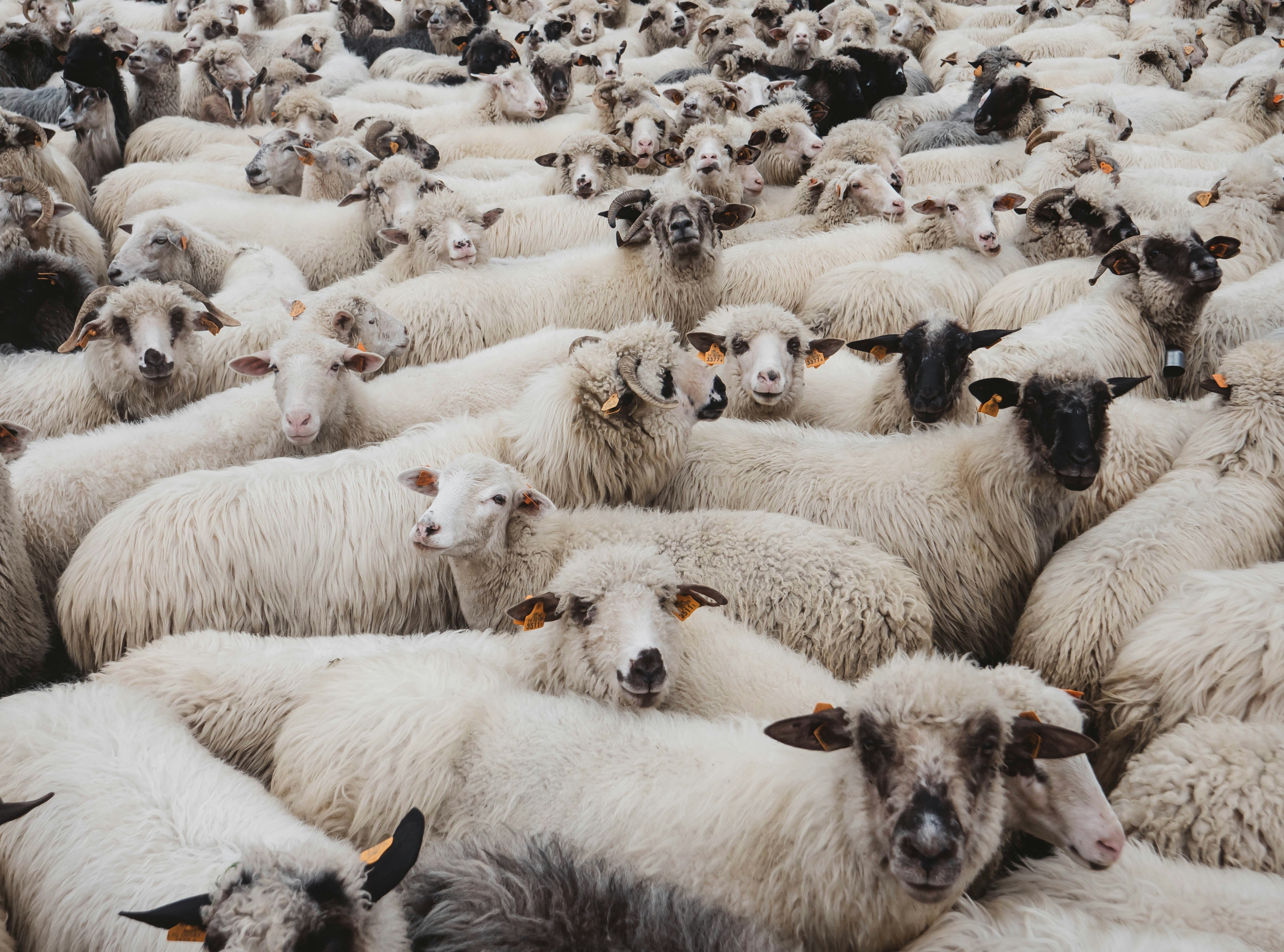 A dense flock of sheep symbolising the crowded and confusing UK shilajit market.