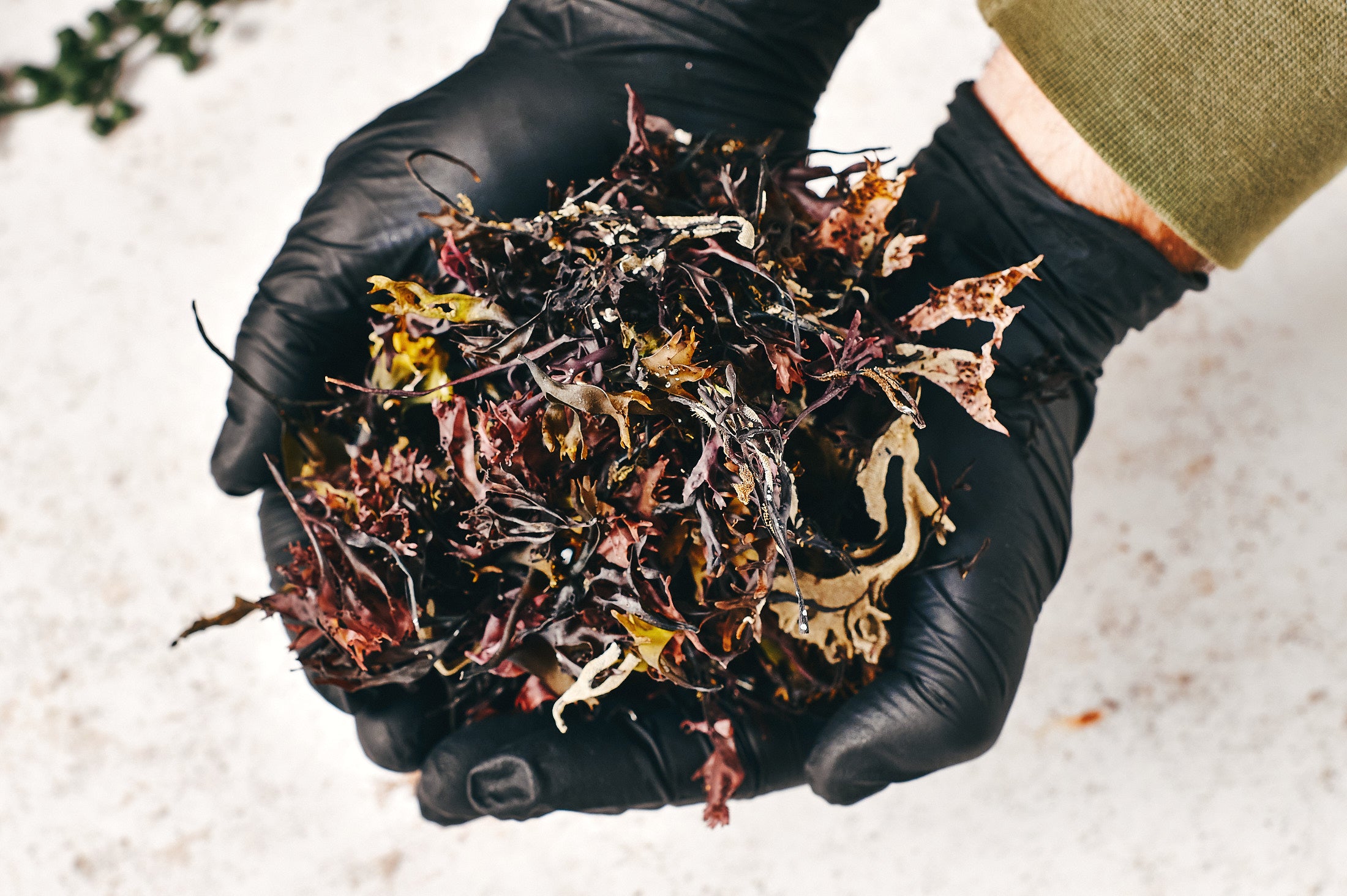 Raw wild Irish sea moss showing natural colour variation Chondrus crispus