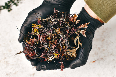 Raw wild Irish sea moss showing natural colour variation Chondrus crispus
