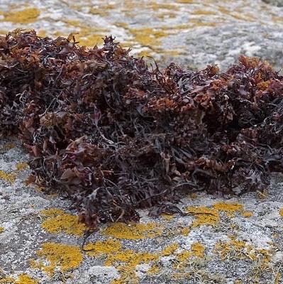 Wild harvested Irish sea moss on rocks